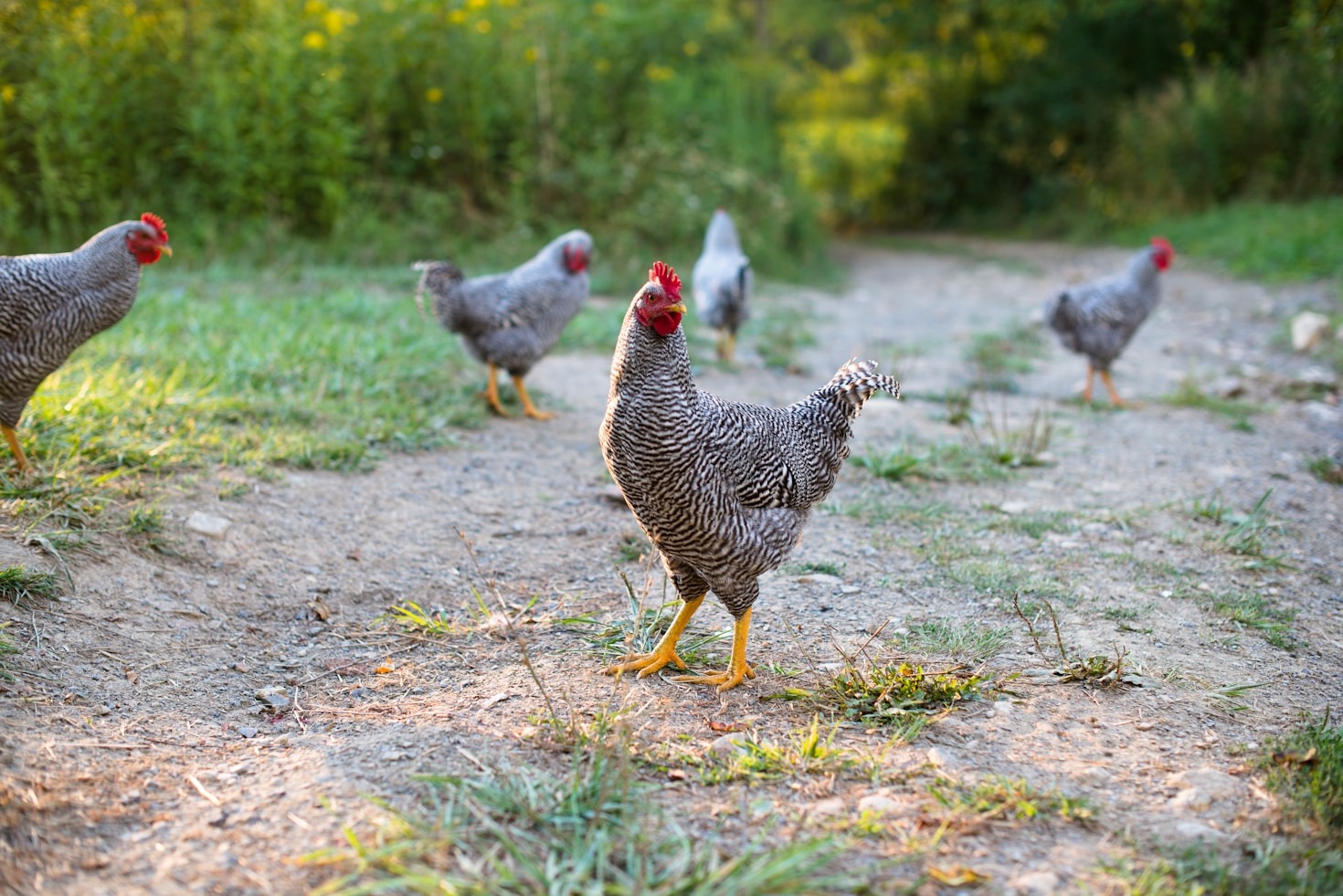 How to Start Homesteading on a Ketogenic Path