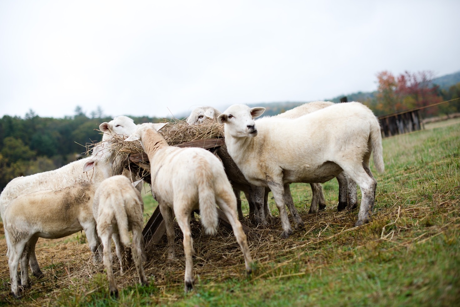 Exploring the Intersection of Keto and Homesteading
